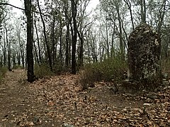 Oak forest in the Sierra de Santa Rosa in Guanajuato