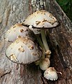 Coprinopsis variegata