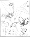 illustration from Eucalyptographia