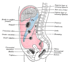 Verticale weergave van het peritoneum. Buikholte: rood; bursa omentalis: blauw. (Greater omentum (omentum majus) wordt links weergegeven)