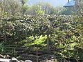印度喜马偕尔邦奇異果果园