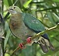Pink-spotted fruit-dove