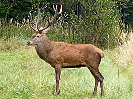 Cerf élaphe (Cervus elaphus).