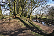 End-on view of a wooded earth bank, with a ditch and smaller bank beyond