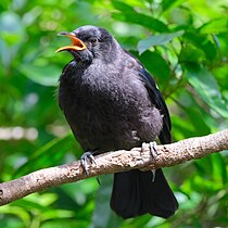 Juvenile tūī