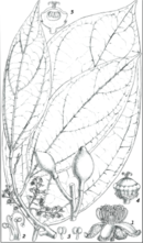 Botanical illustration of Peridiscus lucidus