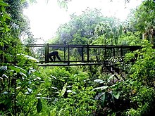 The Center for Great Apes has about 2 miles of aerial trailways.