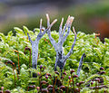 Xylaria hypoxylon