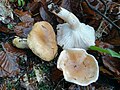 Hygrophorus nemoreus