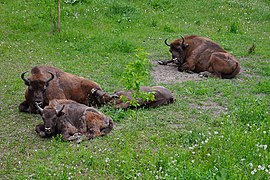 European bisons in Pădurea Domnească natural reserve