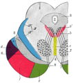 Transverse section through mid-brain.