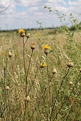 Волошка східна (Centaurea orientalis)