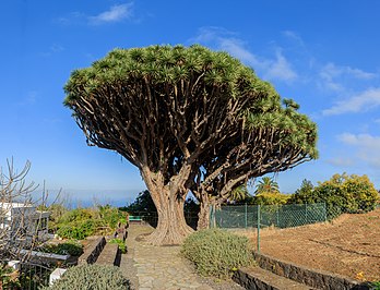 Un dragonnier des Canaries sur l'île de La Palma (Canaries). L'arbre est le symbole végétal de l'île voisine de Tenerife. (définition réelle 8 996 × 866)