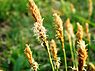 Voorjaarszegge (Carex caryophyllea)