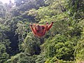 Sumatraanse orang-oetan in Bukit Lawang, Noord-Sumatra