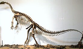 Plateosaurus engelhardtin luuranko saksalaisessa museossa. Luuranko on tehty kahden Saksasta löydetyn yksilön jäänteistä.