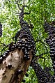 i frutti attaccati al tronco del jabuticaba (Plinia cauliflora)