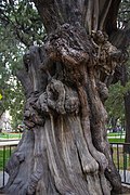 One of several thousand-year-old Platycladus with many burls in Zhongshan Park, west of Tian'anmen