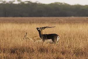 Blackbuck antelopes