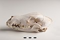 Image 55Lateral view of a dog skull, jaw closed (from Dog anatomy)