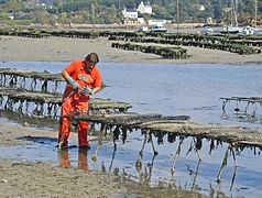 Working on oysters at Belon, Brittany, France 2005