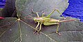 A young female of great green bush-cricket (Tettigonia viridissima) the ovipositor is clearly visible.