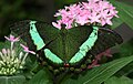 El verde brillante de las mariposas cola de golondrina esmeralda es creado por arreglos de cuencos microscópicos que reflejan la luz amarilla directamente y la azul por sus lados.