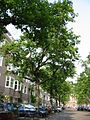 Avenue of grafted 'Cornuta', Milletstraat, Amsterdam