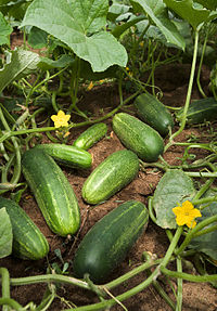 Krastavac (Cucumis sativus)