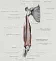 Inner surface of the Musculus triceps brachii after the humerus was taken away. Note the atypical insertion of the Caput mediale at the Epicondylus medialis humeri.