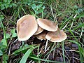 !Cortinarius triformis!