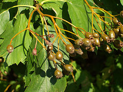 Foliage and fruit