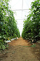 Tomatoes being grown organically in a greenhouse. Location: San Pablo Huitzo, Oaxaca, Mexico.