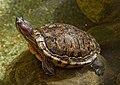 Red Eared Slider