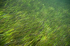 the seagrass Halodule uninervis