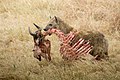 Hyena škvrnitá s kostrou párnokopytníka.