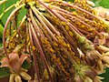 Colony on Asclepias syriaca inflorescence