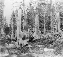 Tree stumps taller than a man, in a forest clearing