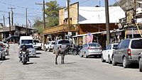 Een burro in Oatman