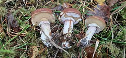 Võitatik (Suillus luteus) Foto: Sven Pruul