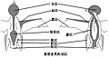 典形雀類羽區分佈