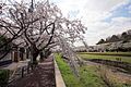 野川沿いの遊歩道