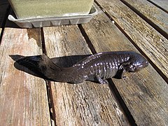 Axolotl d'un élevage amateur.