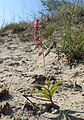 Tamsialapis skiautalūpis (Epipactis atrorubens)