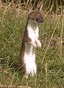 Brown and white mustelid in grass