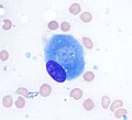 Osteoblast (Wright Giemsa stain, 100x)