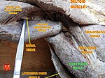 Teres major muscle