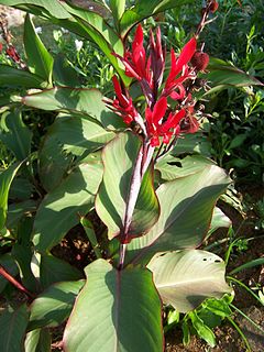 hindia kanao (Canna indica)