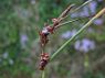 Kwelderzegge (Carex extensa)