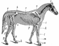 Image 14A horse's skeleton (from Equine anatomy)